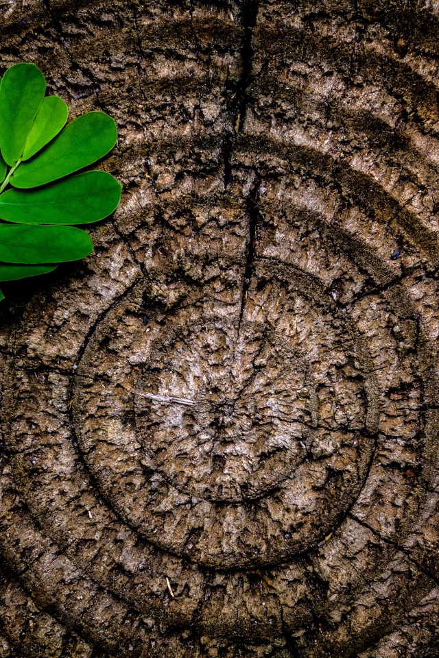 Кольца на пне дерева с зеленым листом