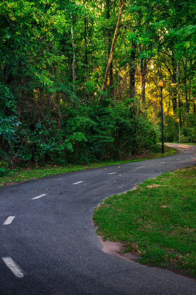 Дорога в зеленом лесу в лучах солнца
