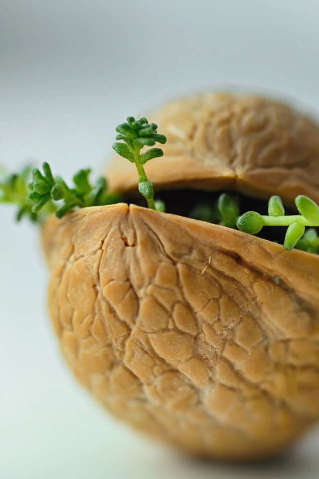 Ростки пробиваются сквозь скорлупу ореха на сером фоне