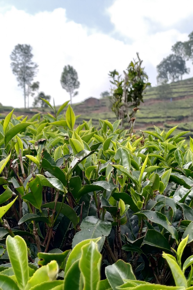 Кусты чая на плантации крупным планом