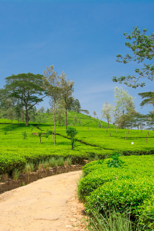 Чайные плантации с деревьями под голубым небом