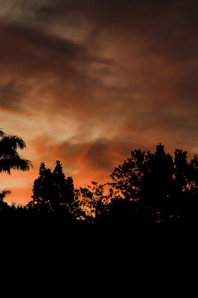 Силуэту деревьев под грозовым небом вечером