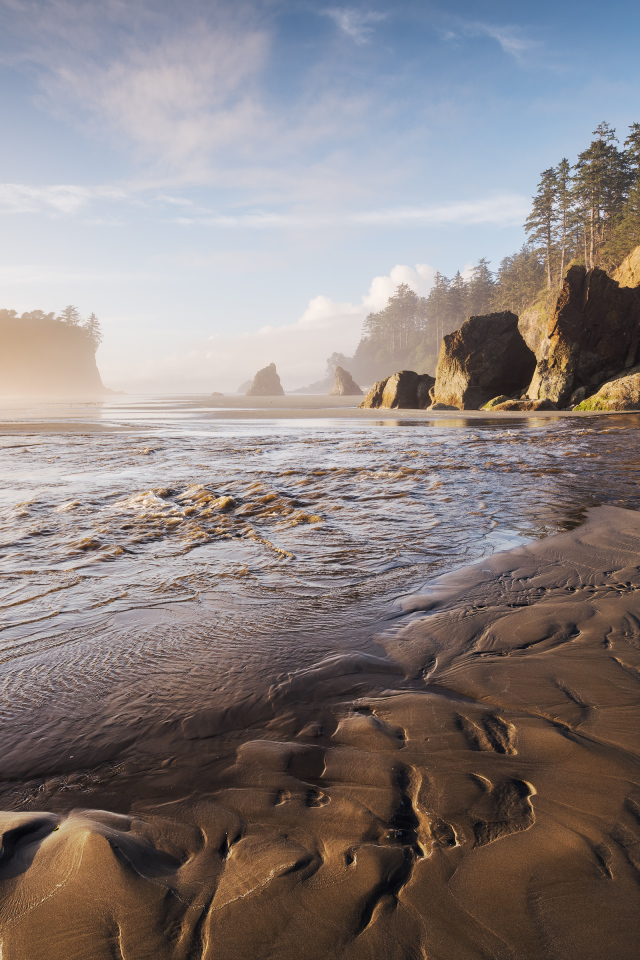 Мокрый песок на берегу у хвойного леса 