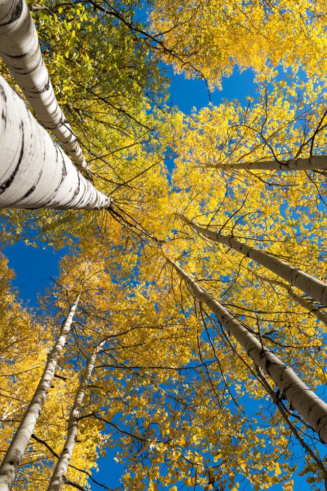 Желтые кроны берез под голубым небом