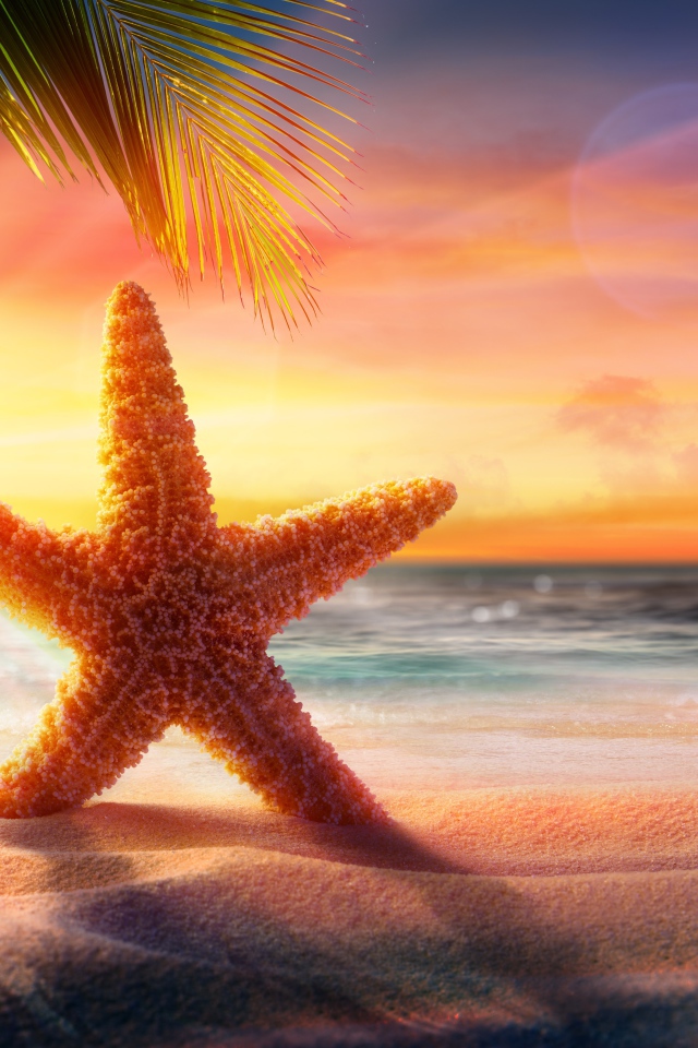 Красивая морская звезда на песке в лучах яркого солнца