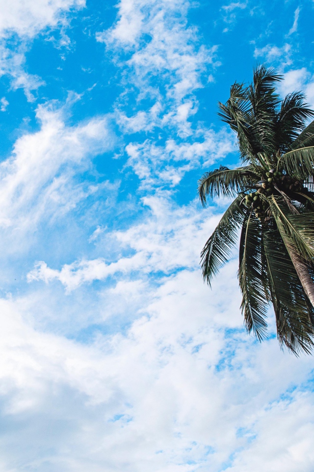 Зеленая пальма на фоне голубого неба с белыми облаками