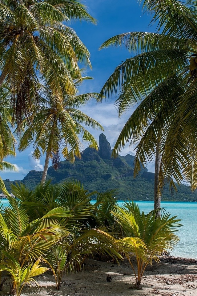 Зеленые тропические пальмы над морем на пляже