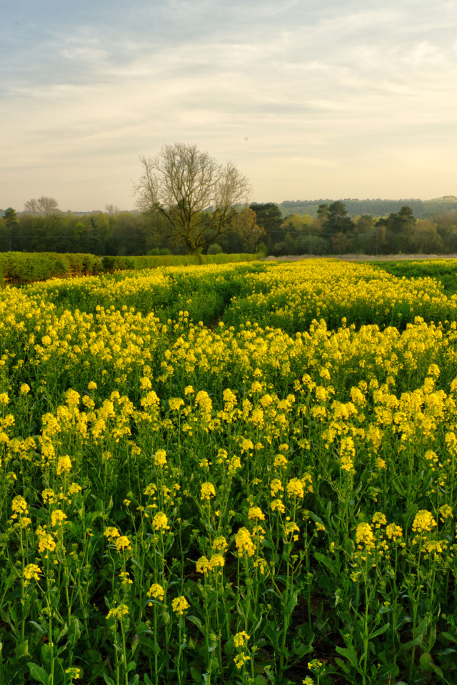 Цветущее желтое рапсовое поле