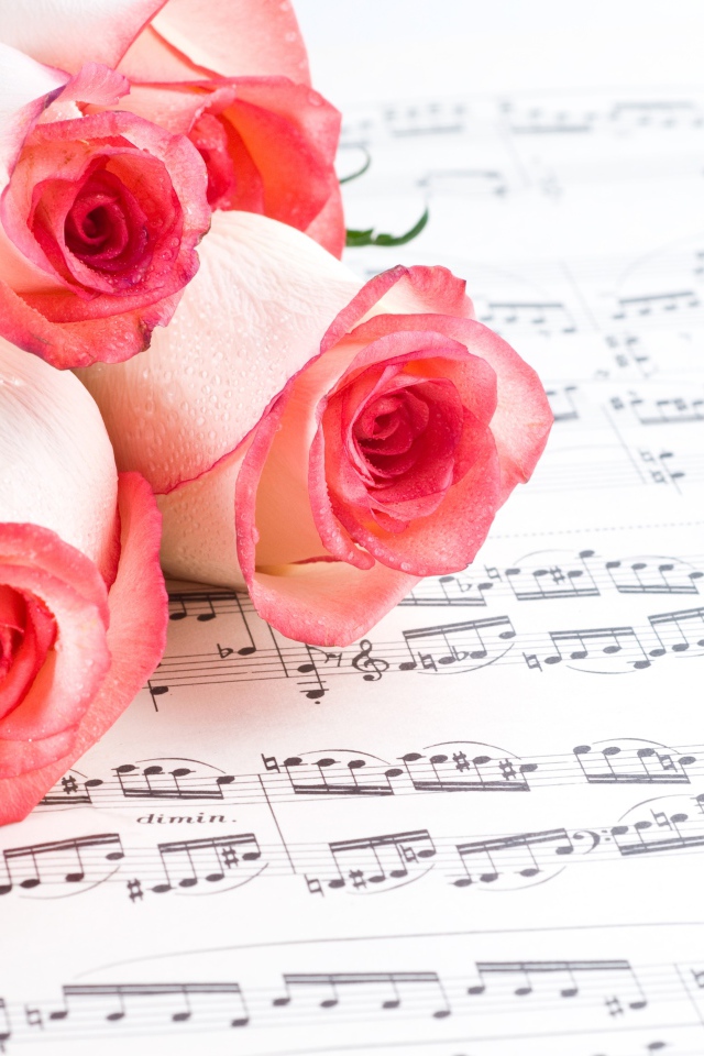 Букет розовых роз лежит на нотной тетради