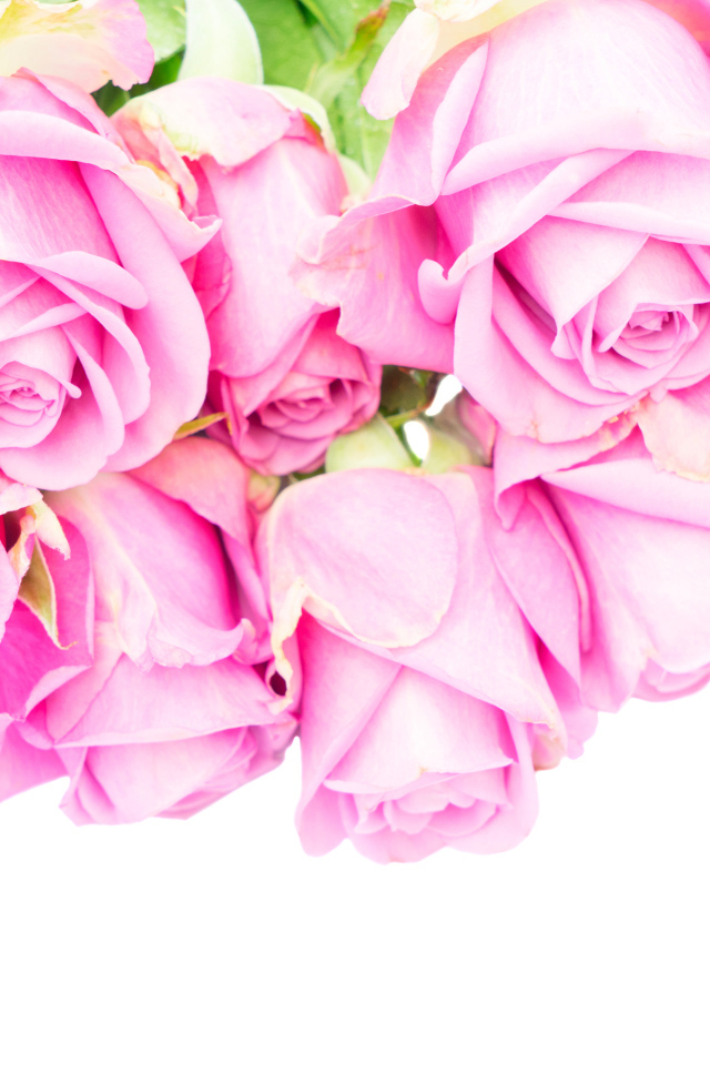 Букет розовых роз на белом фоне крупным планом