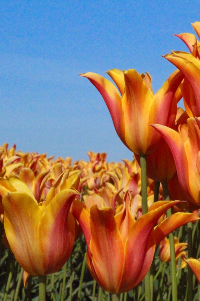 Много оранжевых тюльпанов на фоне голубого неба