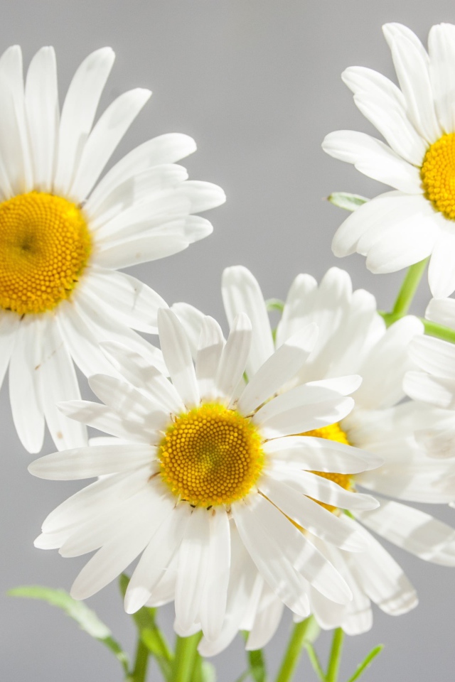 Маленький букет белых ромашек на сером фоне
