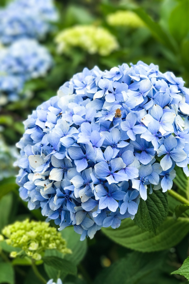 Красивый голубой цветок гортензии на клумбе 