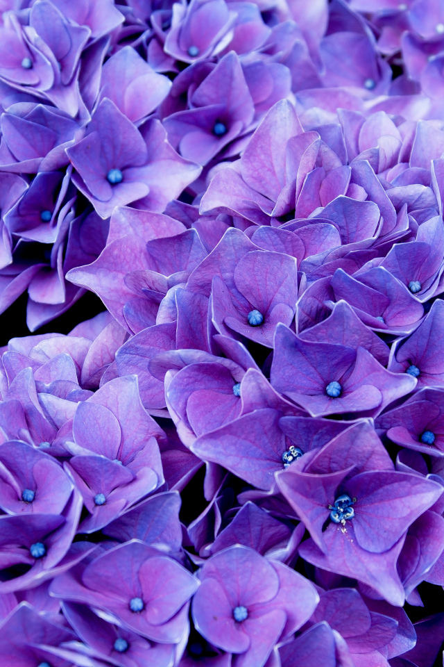 Красивые синие цветы гортензии крупным планом