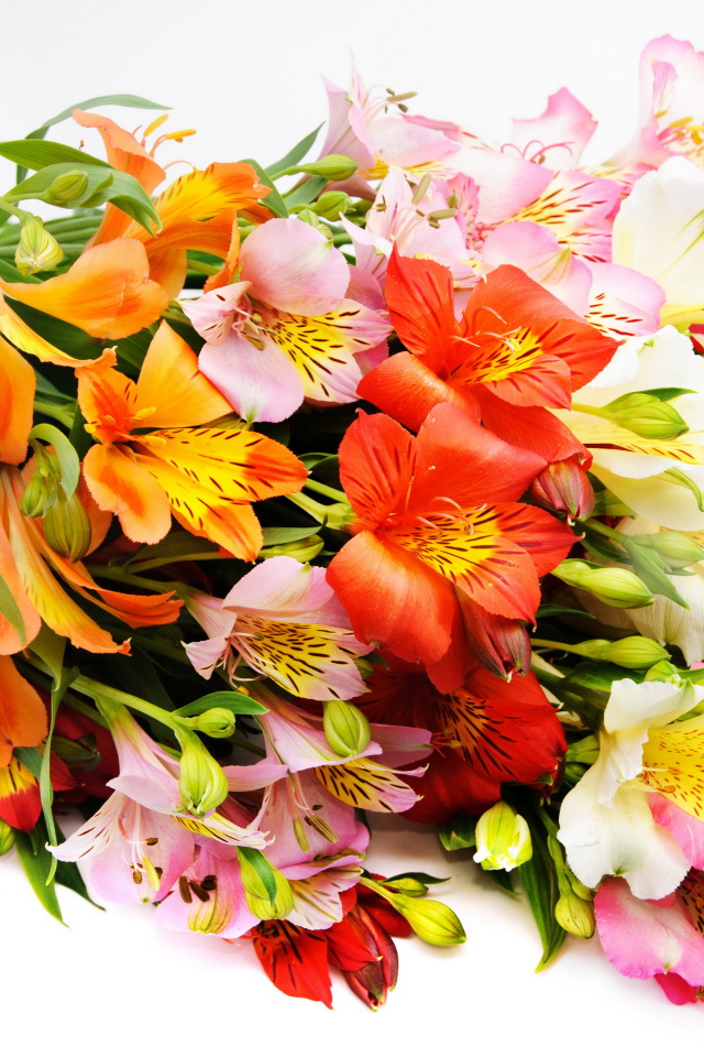 Красивый букет разноцветных цветов альстромерия на белом фоне