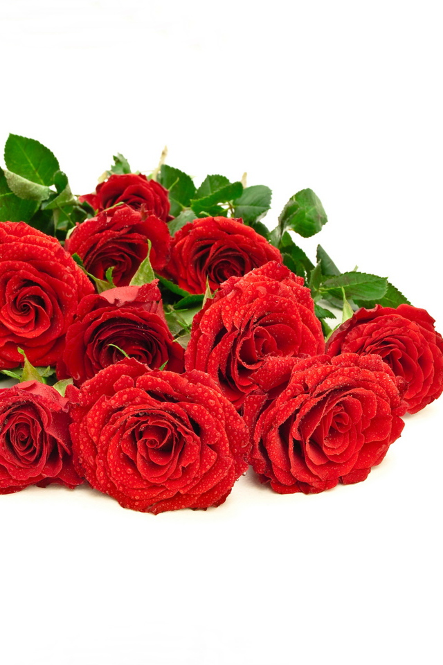 Красивый букет красных роз в каплях росы на белом фоне