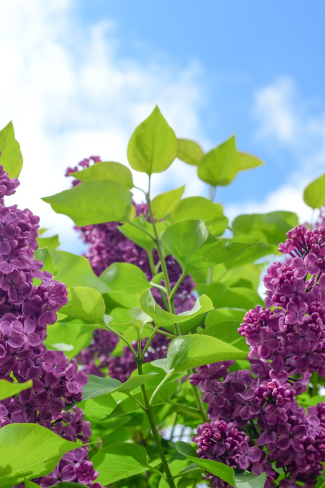 Красивые ветки сирени на фоне голубого неба 