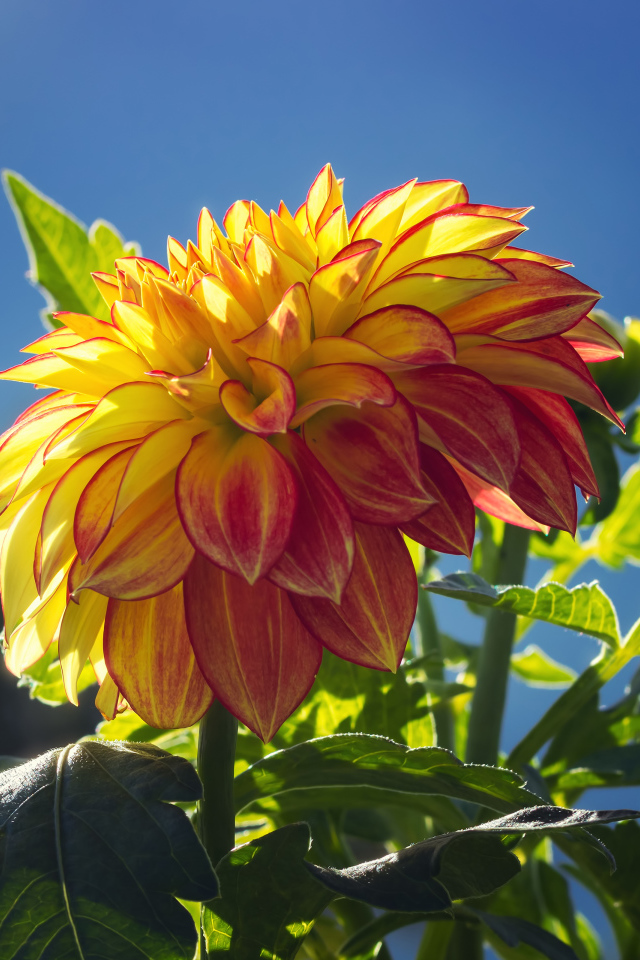 Красивая яркая оранжевая георгина в лучах солнца 