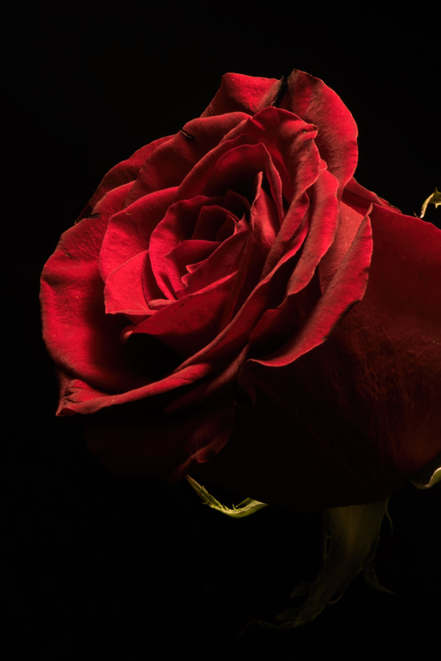 Красивая бордовая английская роза на черном фоне