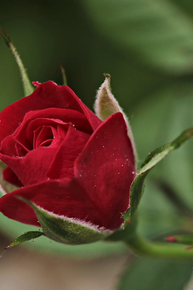 Красивая бордовая роза с бутонами крупным планом