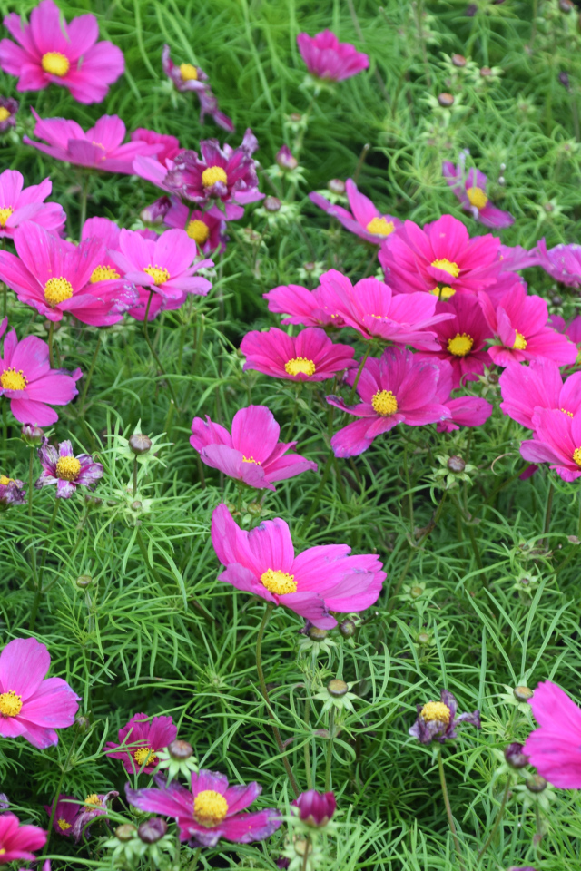 Красивые нежные розовые цветы космея на клумбе