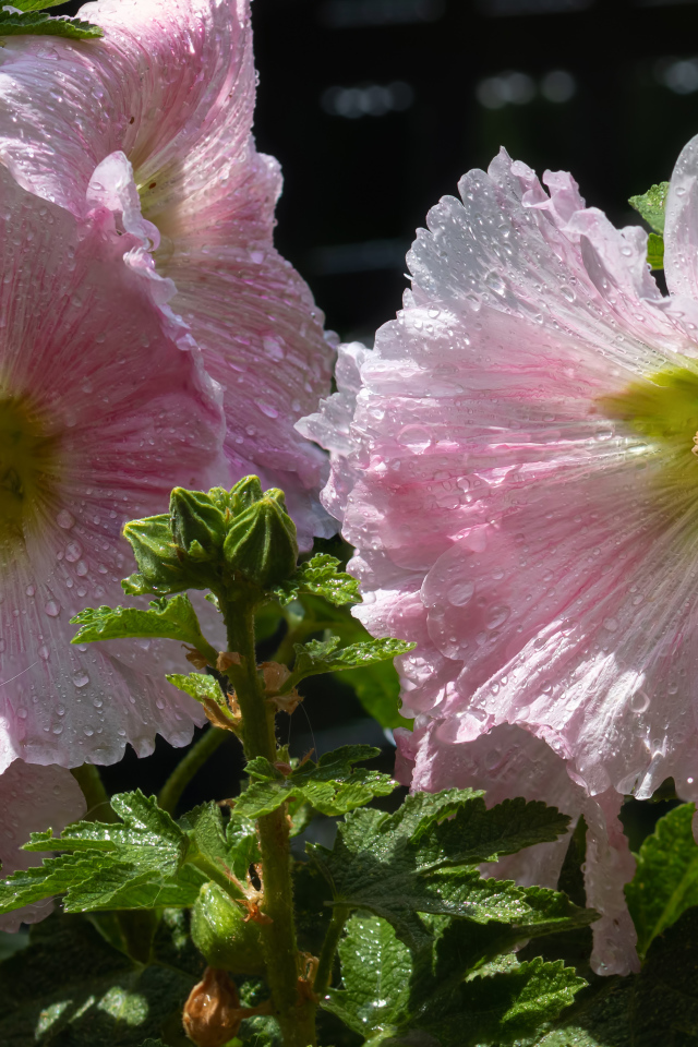 Красивые нежные розовые цветы мальва