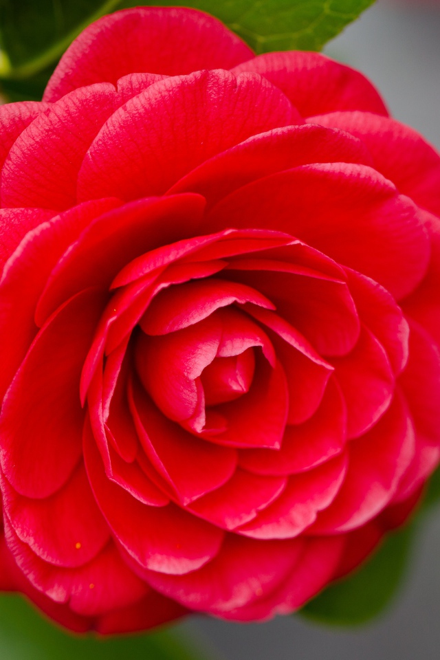 Красивый нежный красный цветок камелия на сером фоне