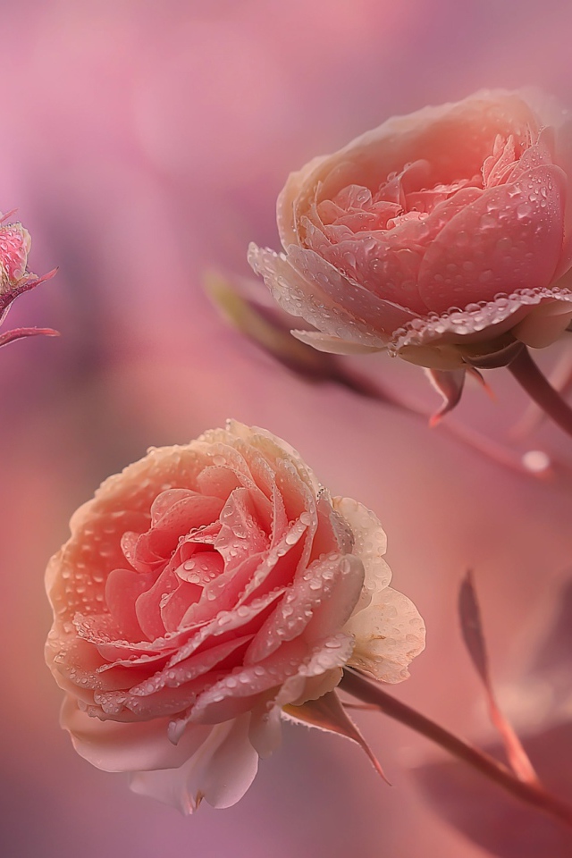 Красивые нежные розы с бутонами в каплях росы