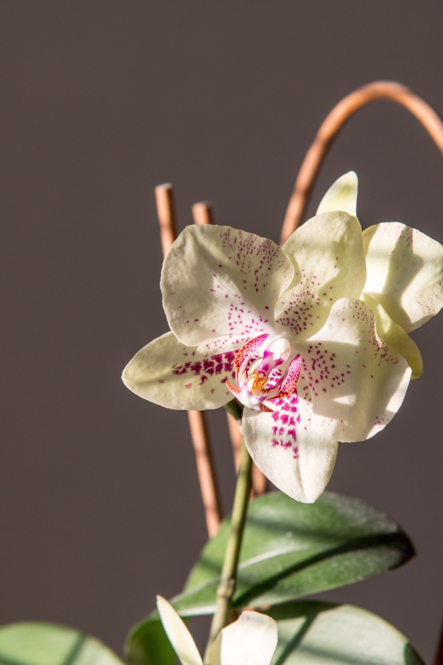 Красивый нежный белый цветок орхидеи на сером фоне