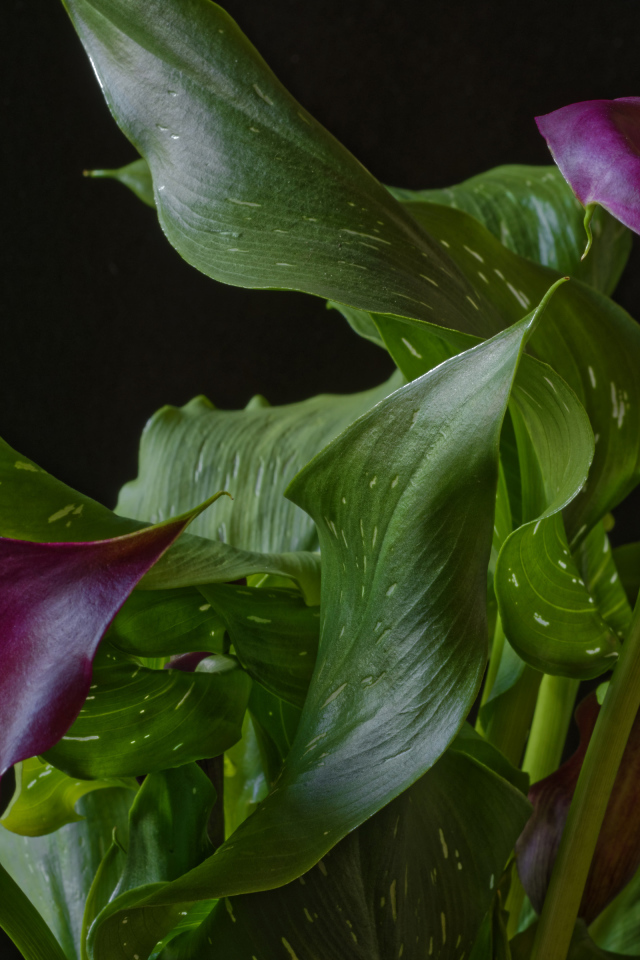 Красивые цветы каллы с зелеными листьями на черном фоне