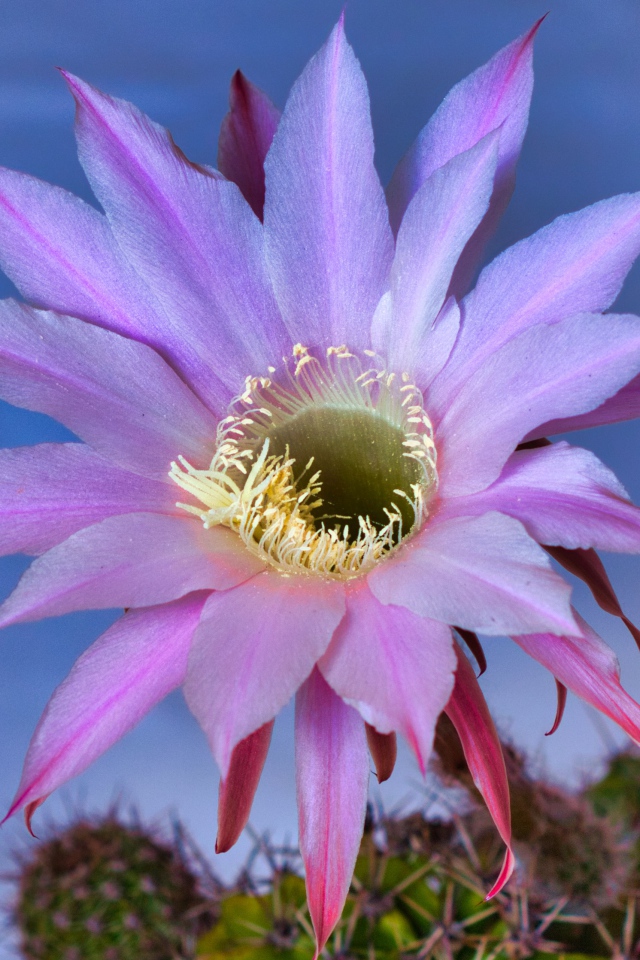 Красивый сиреневый цветок кактуса