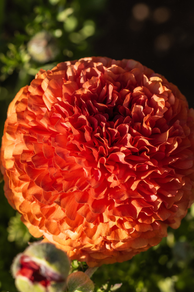 Красивый оранжевый лютик с бутонами крупным планом