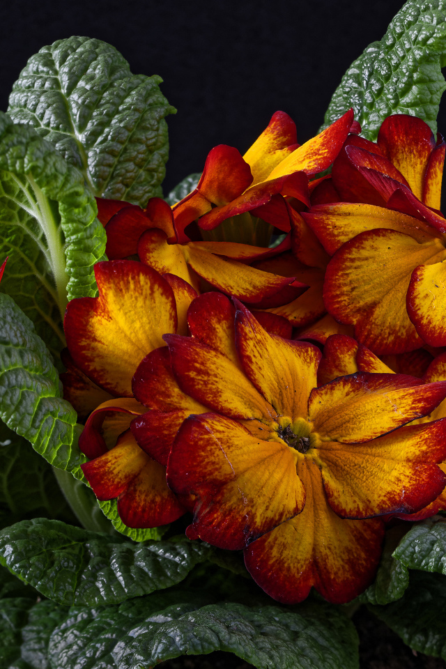 Красивый оранжевый комнатный цветок примула крупным планом