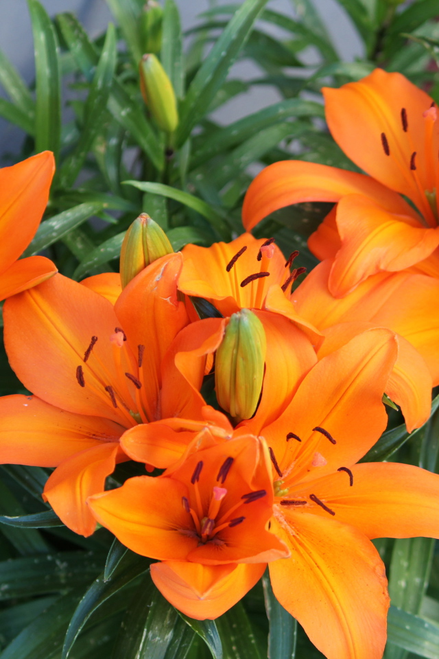 Красивые оранжевые лилии с бутонами на клумбе