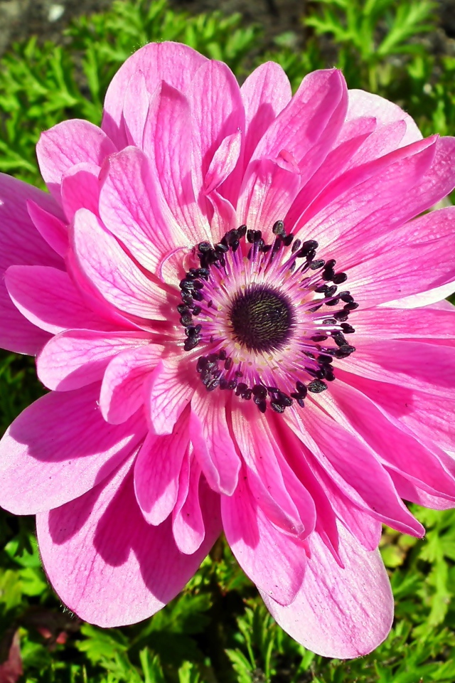 Красивый розовый цветок анемона крупным планом