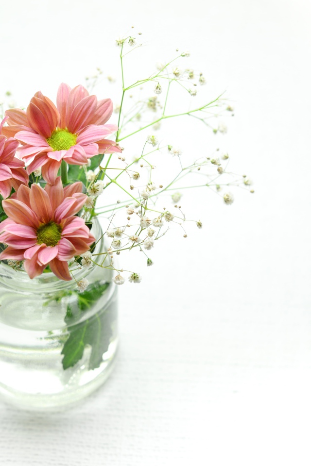 Красивые розовых хризантемы в банке на белом фоне