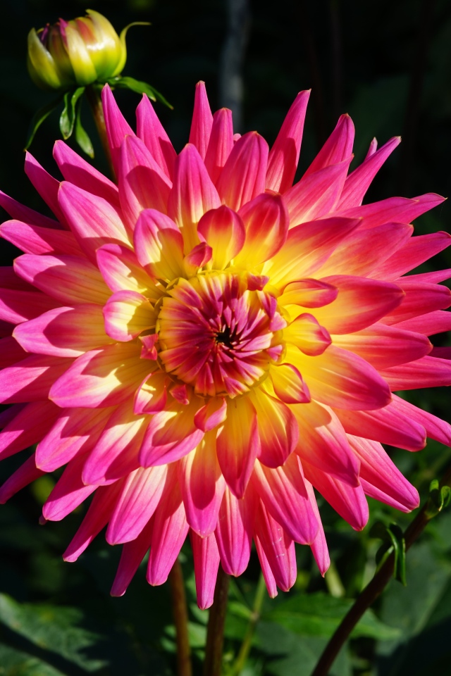 Красивая розовая георгина с желтой серединой с бутонами