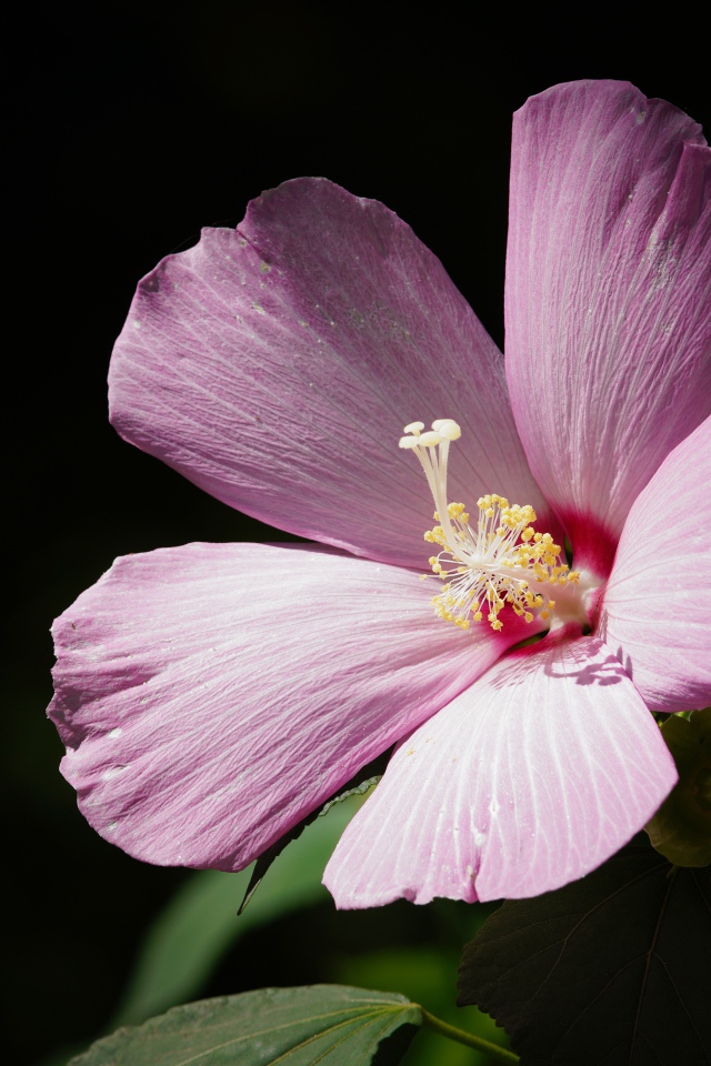 Красивый розовый цветок гибискуса на черном фоне
