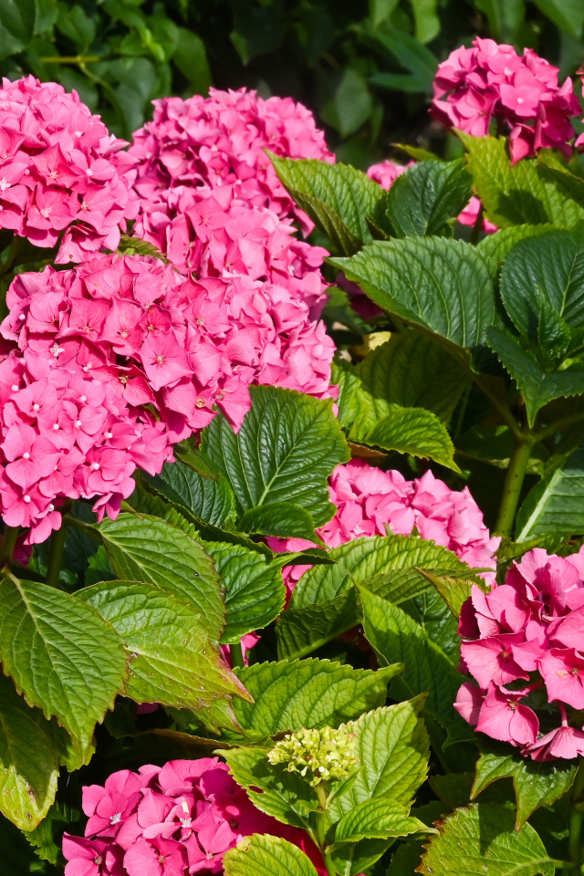 Красивые розовые цветы гортензии с зелеными листьями