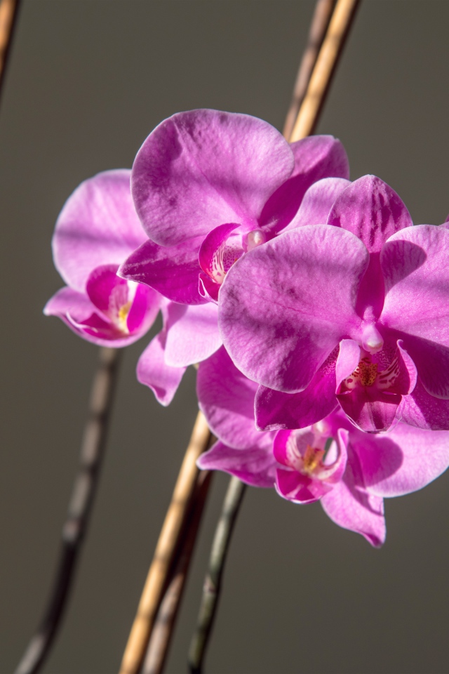 Красивые розовые цветы орхидеи на сером фоне