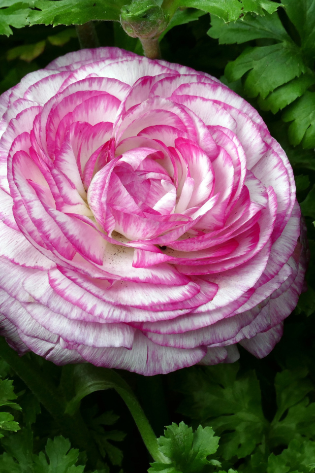 Красивый розовый лютик в зеленых листьях