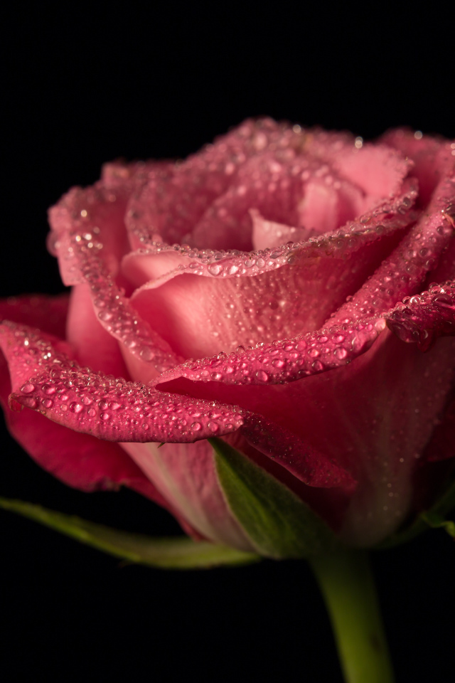 Красивая розовая роза в каплях росы на черном фоне крупным планом