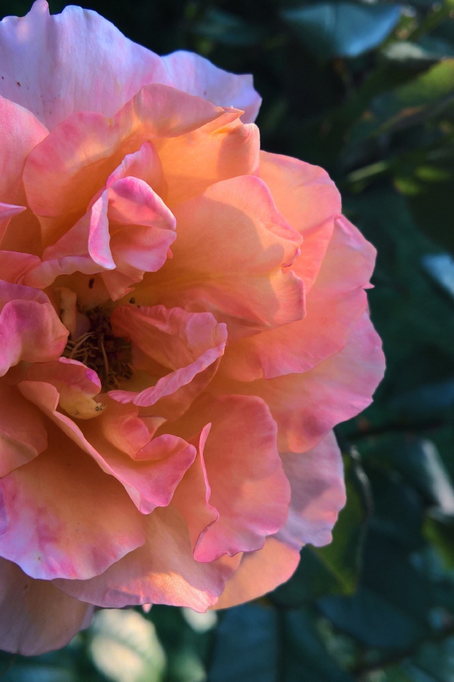 Красивая розовая роза с нежными лепестками крупным планов