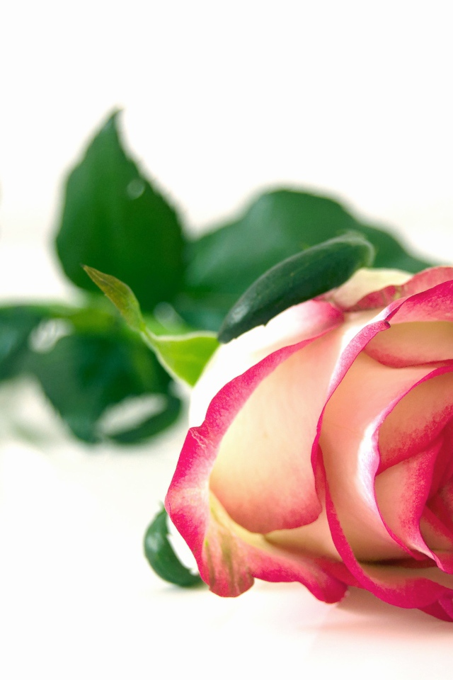 Красивая розовая роза с зелеными листьями на белом фоне 