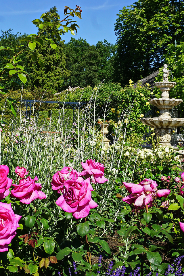 Красивые розовые розы в саду у фонтана