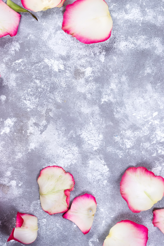 Красивые розовые розы с лепестками и подарками на сером фоне