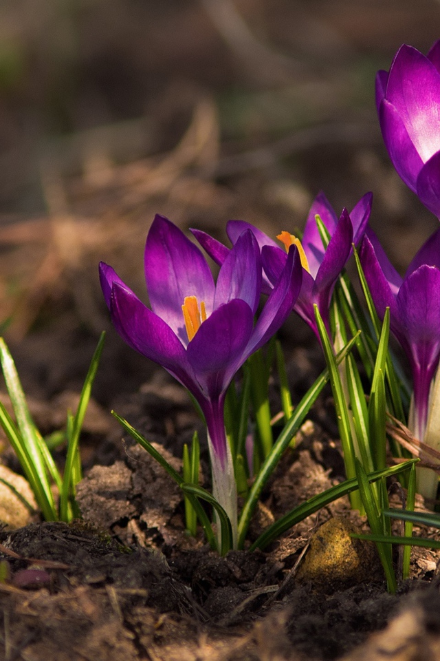 Красивые фиолетовые крокусы на земле