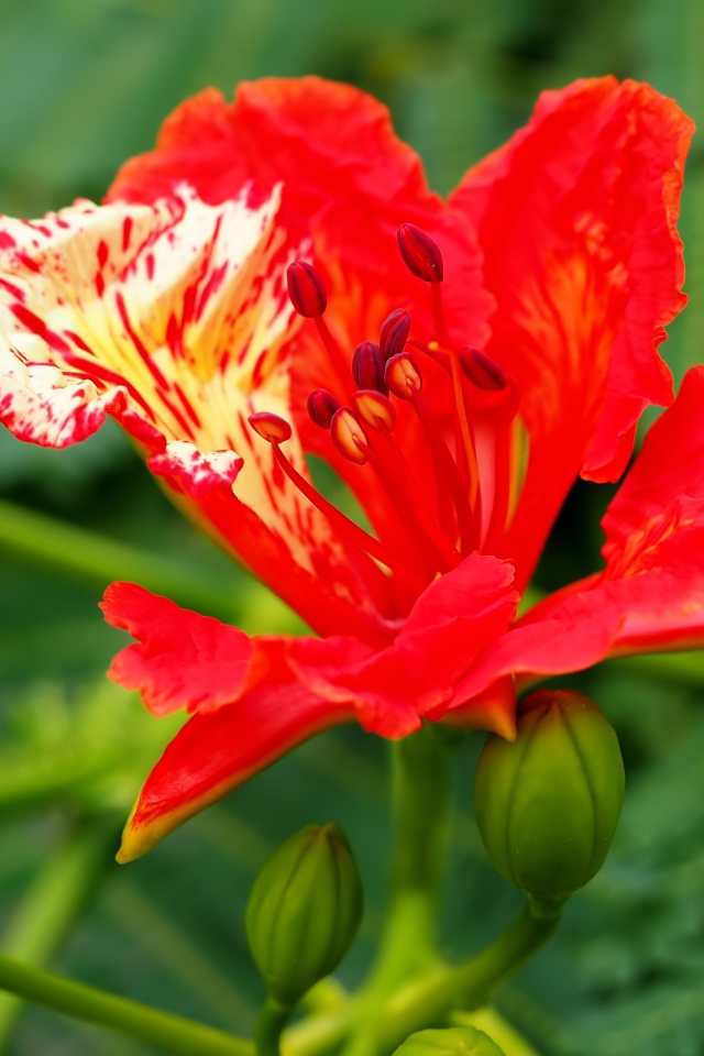 Красивый красный цветок Делоникс королевский крупным планом