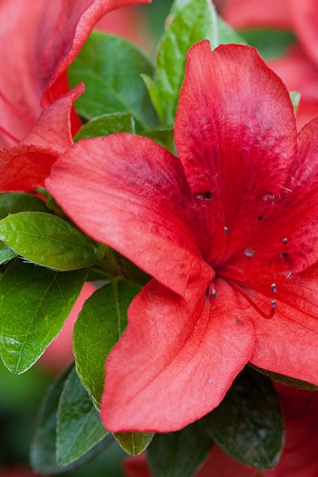 Красивый красный цветок азалия крупным планом