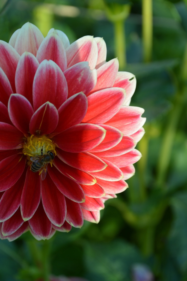 Красивая красная георгина с пчелой